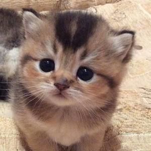 Meet your Posher, Poshmark